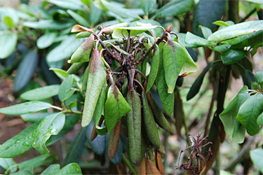 Triebsterben an Rhododendron durch Phytophthora