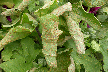 Rost an Sommerblumen und Stauden