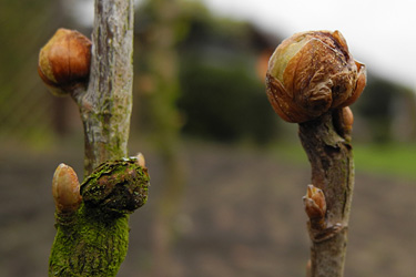 Rundknospe an Johannisbeere