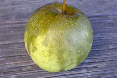 Rußfleckenkrankheit an Apfel
