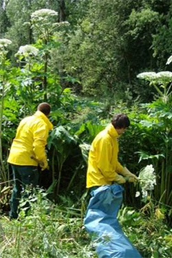 Samenstände abtrennen