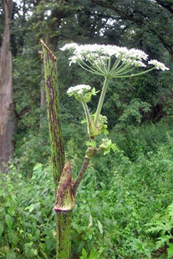 Samenstände abtrennen