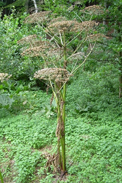 Samenstände abtrennen