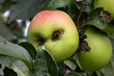 Apfelwickler (Obstmade)