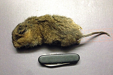 Schermaus