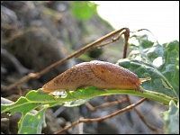 Schnecke an Raps