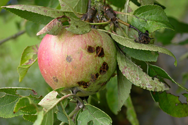 Schorf an Apfel und Birne