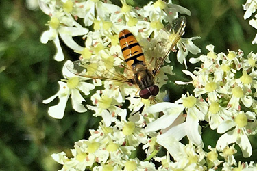 Adulte Schwebfliege