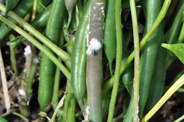 Sklerotinia-Fäule an Buschbohne