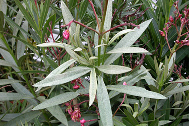 Spinnmilbenbefall an Oleander