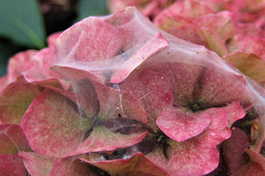 Spinnmilbenschaden an Hortensie