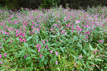 Drüsiges Springkraut (Impatiens glandulifera)