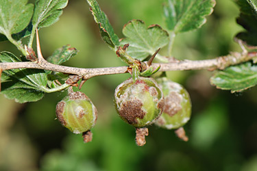 Echter Mehltau an Stachelbeeren