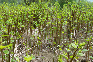 Staudenknöterich (Fallopia japonica)