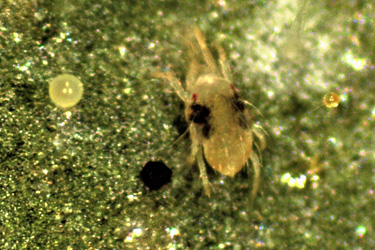 Tetranychus urticae und ihre Eier