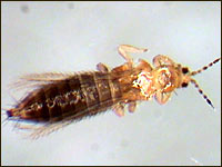 Kalifornische Blütenthrips (Frankliniella occidentalis)