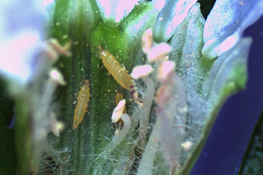 Thripslarven in einer Blüte