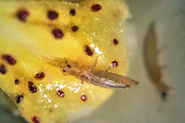 Thrips tabaci in einer Blüte