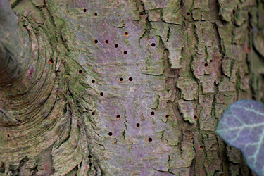 Borkenkäfer an Thuja