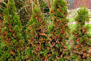 Trockenschäden an Thuja