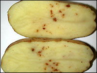 Tobacco Rattle Virus