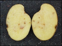 Stippigkeit bzw. Eisenfleckigkeit bei Kartoffeln