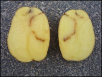 Ringnekrosen bzw. Pfropfenbildung bei Kartoffeln