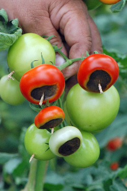 Blütenendfäule bei Tomaten
