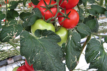 Minierfliegenschaden an Tomaten