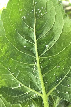 Trialeurodes vaporariorum an Helianthus annuus