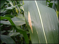 Turcicum-Blattflecken im Mais
