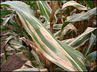 Turcicum-Blattflecken im Mais
