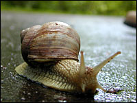 Weinbergschnecke