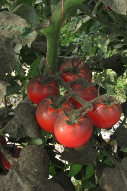 Weiße Fliege - Schadbild Tomaten