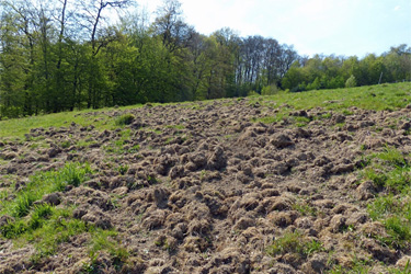 Wildschweinschäden im Grünland