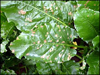 Zuckerrüben: Ramularia-Blattflecken