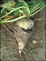 Rhizoctonia solani an Zuckerrübe