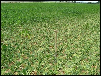 Zuckerrrübennematodennest