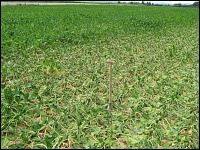 Zuckerrrübennematodennest