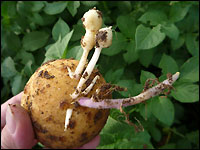 Zwiewuchs an Kartoffeln