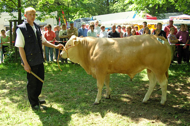 Junger Bulle der Fleischrasse Blonde d'Aquitaine