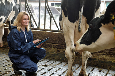 Dr. Katharina Dahlhoff arbeitet mit dem Programm Cows and more