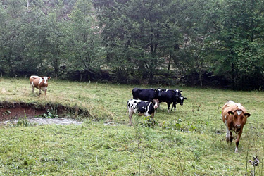 Extensive Weidenutzung