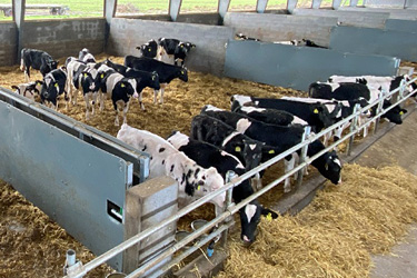 Holstein-Friesian-Rinder im Stall