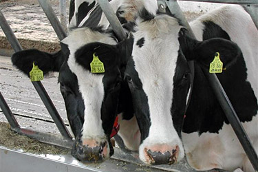 Hornlose Holstein-Rinder