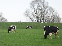 Kühe am Niederrhein