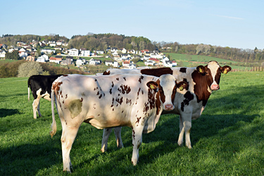 Kühe auf der Weide