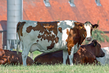 Rotbunte Kühe im Schatten