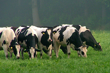 Schwarzbunte auf der Weide