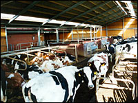 Ökostall für Milchvieh Haus Riswick